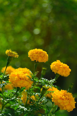 Madhav Pragya Agro marigold/gende ka phool flower seeds Seed(50 per packet)