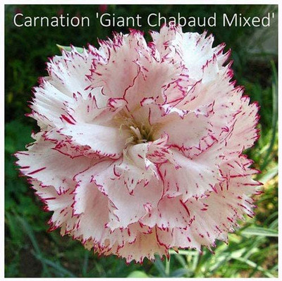 CYBEXIS Dianthus 'Giant Chabaud Mixed' Seeds. Giant Chabaud Carnations Seed(50 per packet)