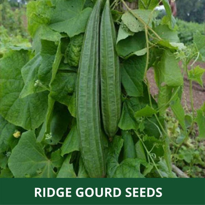Qualtivate XXX-3A Luffa Acutangula Angled Ridge Gourd Turai Seed(50 per packet)