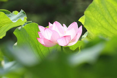 I S ENTERPRISE lotus,kamal gatta Seed(11 per packet)