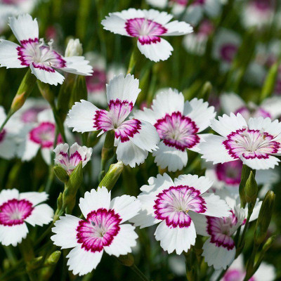 CYBEXIS Dianthus, Arctic Fire400 Seeds Seed(400 per packet)