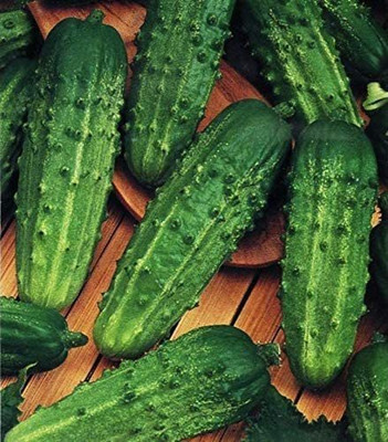 VibeX XLL-35 - Cucumber Parisian Gherkin Pickling - (450 Seeds) Seed(450 per packet)