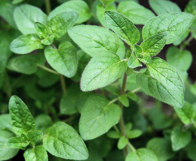 CYBEXIS VVI-21 - Herb Marjoram Oregano - (150 Seeds) Seed(150 per packet)