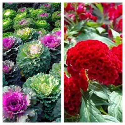 Jessica Flowering Kale & Cockscomb Red Combo Flower Planting Seeds For Home Gardening Seed(50 g)