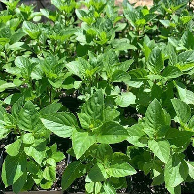 WILLVINE HUA-6 Greek Basil Basilico Greco Seed(1000 per packet)