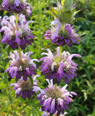 VibeX ® XXL-570 Lemon Mint Bee Balm/Monarda Flower Seed(200 per packet)