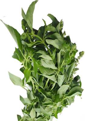VibeX GUA-15 - Lemon Basil - Lao Hoary Thai - (4500 Seeds) Seed(4500 per packet)