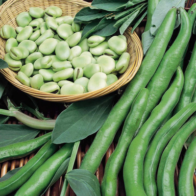 WANCY Broad Bean Bunyards Vegetable Seed(40 per packet)