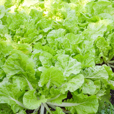 WILLVINE SYN -IV Chinese Cabbage Seeds - Beka Santoh [50g] Seed(15000 per packet)