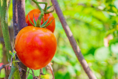 HUEX tomato Seed(60 per packet)