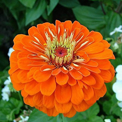 CYBEXIS Zinnia Elegans Orange Seeds Seed(1 g)