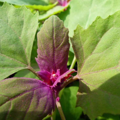 Qualtivate RES-8A Magentaspreen Tree Spinach Seeds Seed(25 per packet)