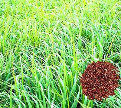 SEMINA VITA Animal grass seeds, sudan grass seeds Seed(2100 per packet)