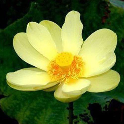 CYBEXIS LXI-5 - Bowl Lotus Water Lily Flower - (270 Seeds) Seed(270 per packet)