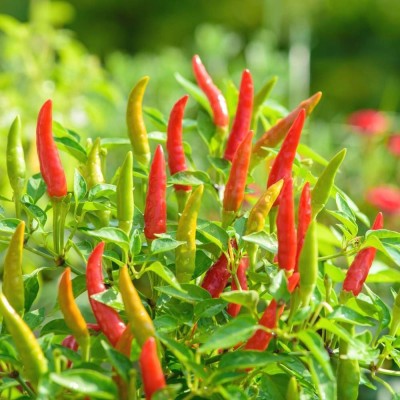 EcoFusion bird eye chilli seeds Seed(28 per packet)