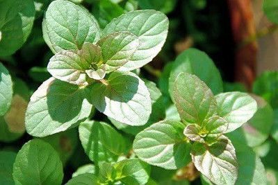 VibeX GBPUT-27 - Orange Mint - (150 Seeds) Seed(150 per packet)