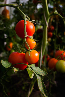 JayShriShyam tomato Seed(25 per packet)