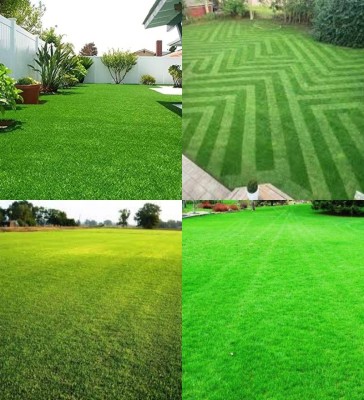 ibains Korean carpet garden grass seeds biij 3100 Seed(3100 per packet)