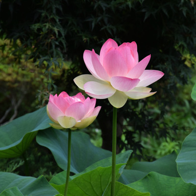 Arshiayat lotus seeds for growing - Pack of 11 Seed(11 per packet)