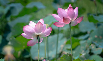 bheeshma lotus,kamal gatta Seed(14 per packet)