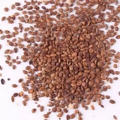 Aro Kiwi Seed(140 per packet)