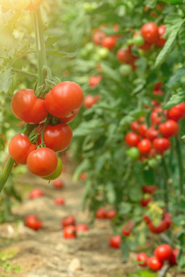 hyb tomato Seed(145 per packet)