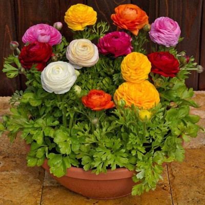Epazo Imported Ranunculus Mix Color Flower Bulbs For All Season Gardening Seed(1 per packet)
