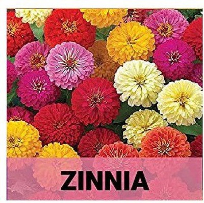 CYBEXIS Zinnia100 Seeds Seed(100 per packet)