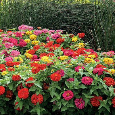 Avysa GIANT CALIFORNIA ZINNIA MIX Seed(25 per packet)