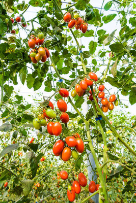 Nbtools tomato Seed(85 per packet)