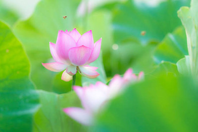 Klone lotus,kamal gatta Seed(10 per packet)