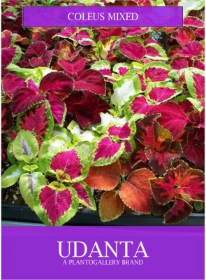 Udanta Coleus Multicolor Flower Seeds For Balcony Gardening Seed(1 per packet)