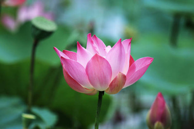 SHYAM lotus,kamal gatta Seed(10 per packet)