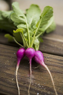 CYBEXIS Plum Purple Radish2400 Seeds Seed(2400 per packet)
