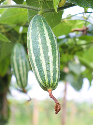GREENSEA Hybrid Pointed Gourd, Parwal, Potol Seed(28 per packet)