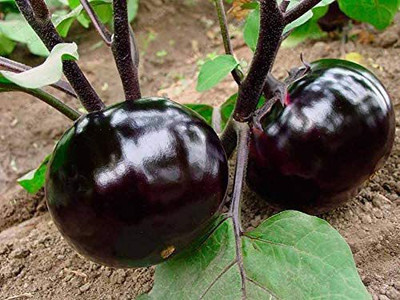 VibeX ® VXI-547 Brinjal Aubergine Round Heirloom Seed(200 per packet)
