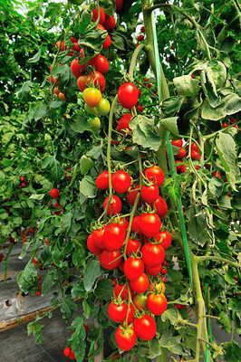 MYLAWN tomato Seed(115 per packet)