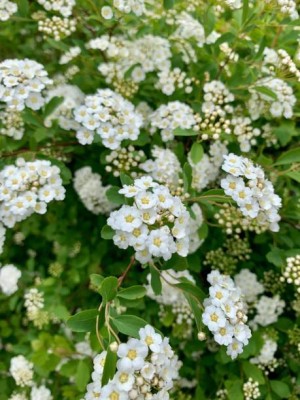 MAA gypsophila flower Seed(25 per packet)