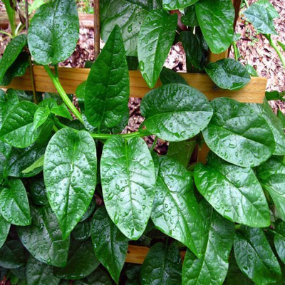 Qualtivate RES-5A Malabar Spinach Seeds Seed(50 per packet)