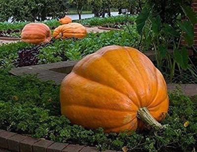 VibeX ® LXI-125 Ukraine Giant Pumpkin Imported Rare Seed(50 per packet)