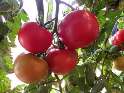 RDK tomato Seed(135 per packet)
