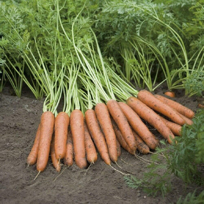 KNESSiN - Carrot - Napoli F1[500 Seeds] Seed(500 per packet)
