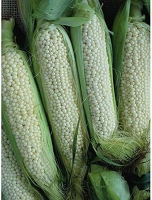Qualtivate RES-5A The Finest Roasting Corn Seed(400 per packet)