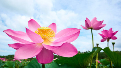 iGrow lotus,kamal gatta Seed(10 per packet)
