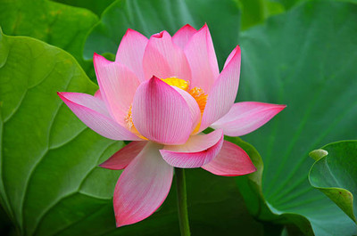 Pihu lotus,kamal gatta Seed(14 per packet)
