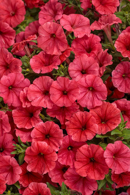 WHADE Red Scarlet Petunia Seed(70 per packet)