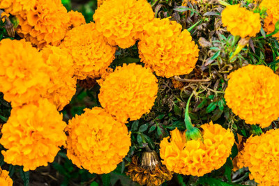 GardenHobby marigold,gende ka phool seeds Seed(20 per packet)