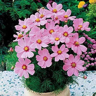 VibeX ATS-50 - COSMOS -DWARF PINK - (270 Seeds) Seed(270 per packet)