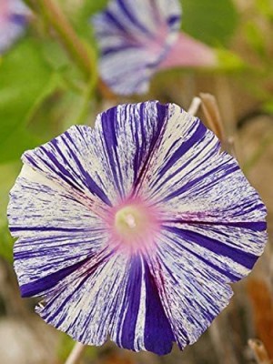CYBEXIS XLR-23 - Morning Glory Climbing Flowers for Planting Non GMO - (300 Seeds) Seed(300 per packet)