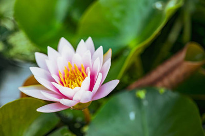 Triphal lotus,kamal gatta Seed(10 per packet)